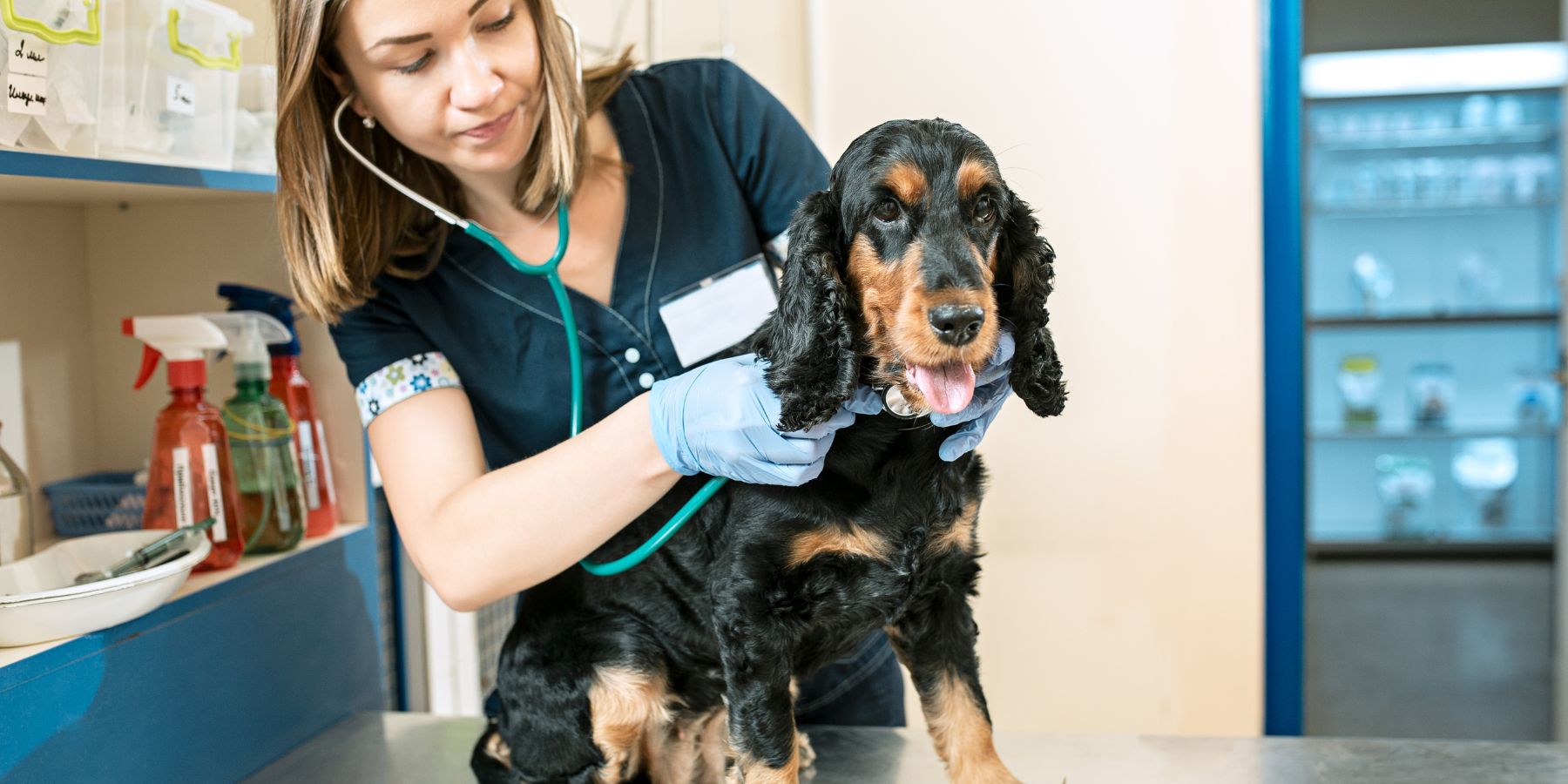 Your Dog’s Health Adventure: A Trip to the Pet Vet