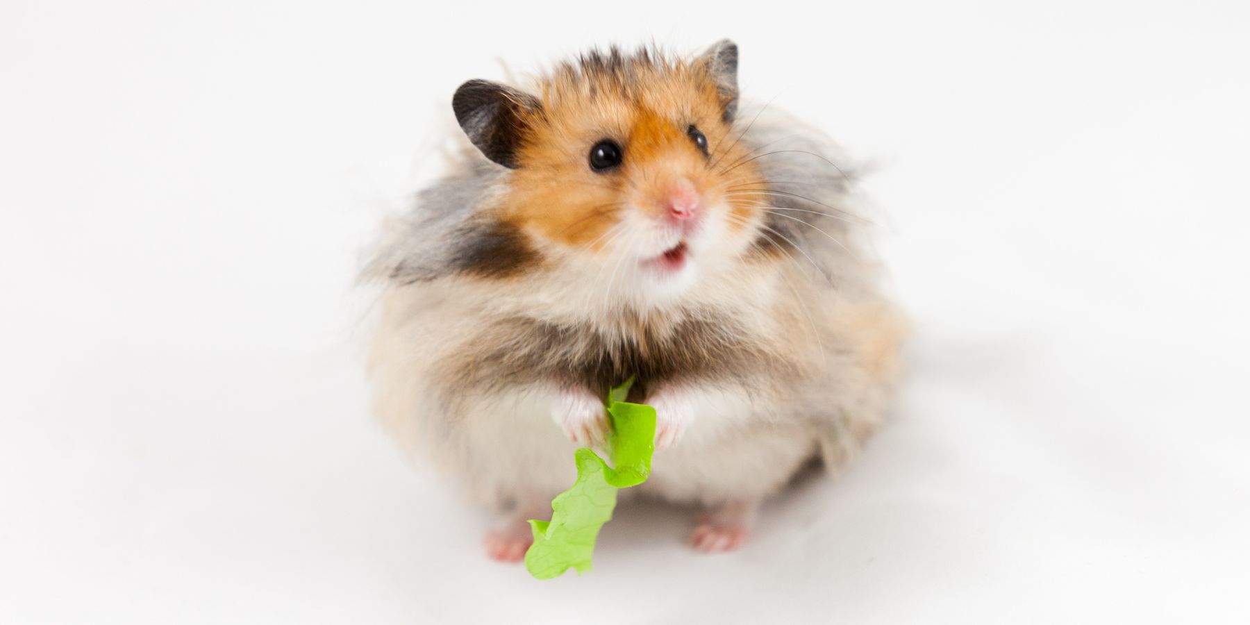 The Best Food for Hamsters: Top Choices & Tips to Feed Your Pet