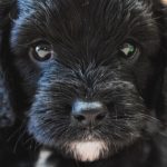 The Benefits of a Grooming Guide for Cavoodles
