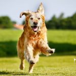 Frequently Asked Questions About Aorkuler GPS Dog Tracker