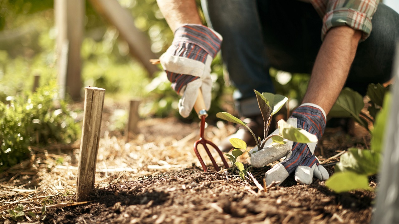 The Benefits of Using Multi-Purpose Garden Tools for Gardening